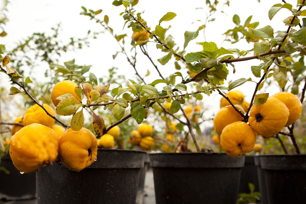 Obstgehölze, Himbeeren, Brombeeren, Johannisbeeren, Weinreben, Heckenpflanzen, Blumenzwiebeln