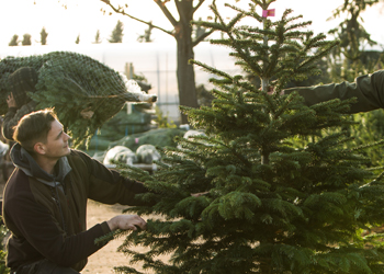 Weihnachtsbaum aus den Späth