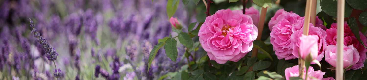 Rosen und Lavendel in den Baumschulen Späth