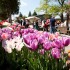 Gartenmarkt "Späth'er Frühling" in den Späth'schen Baumschulen