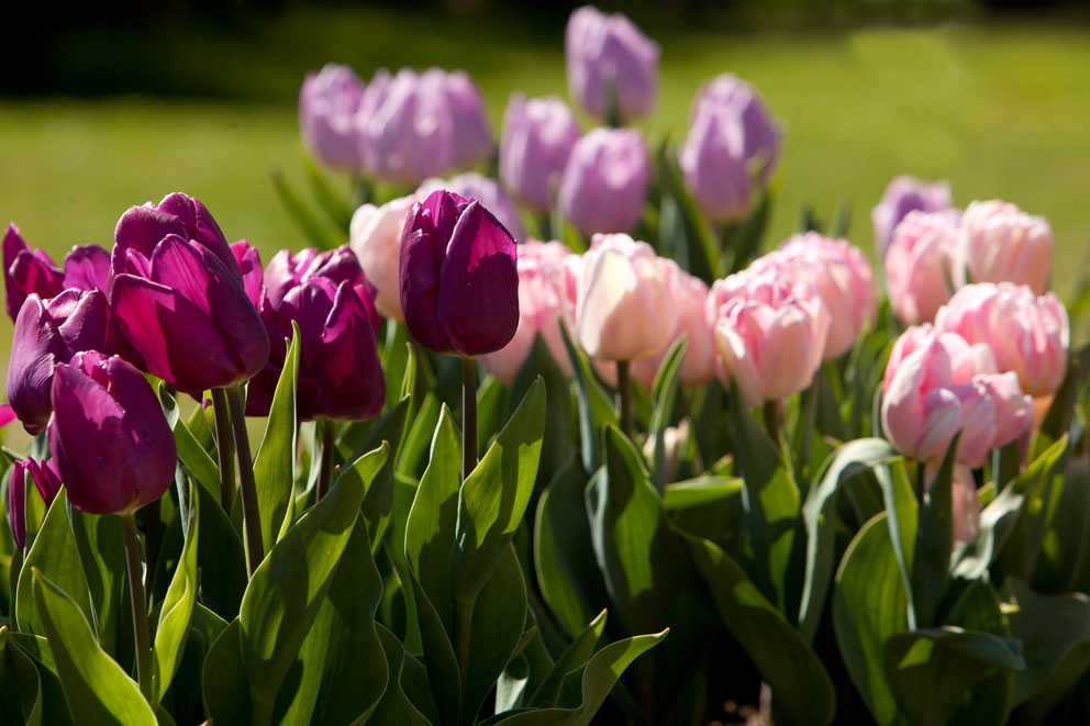 Tulpen aus aller Welt in der Baumschule Späth