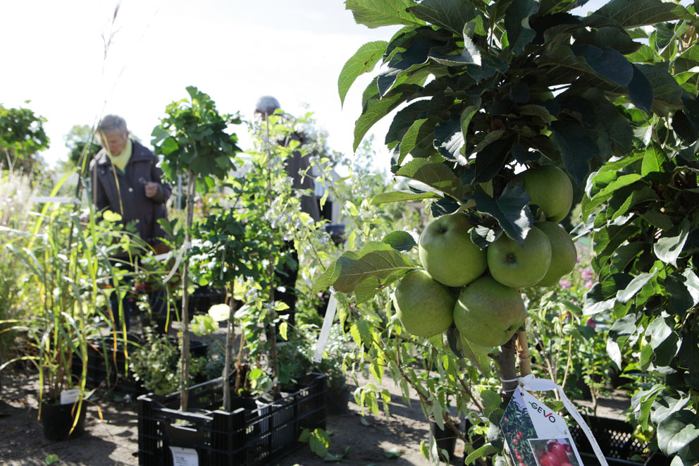 Pflanzen Kaufen In Den Spath Schen Baumschulen In Berlin