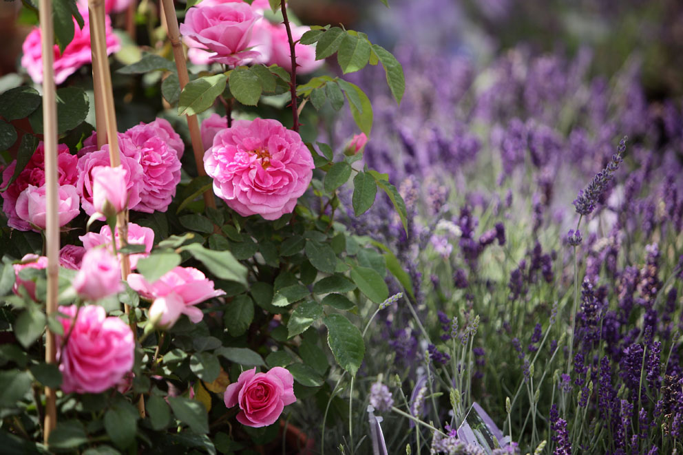 Rosen, Lavendel, Stauden in den Baumschulen Späth in Berlin