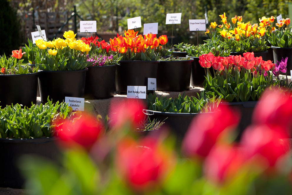 Tulpensortenschau bei Späth