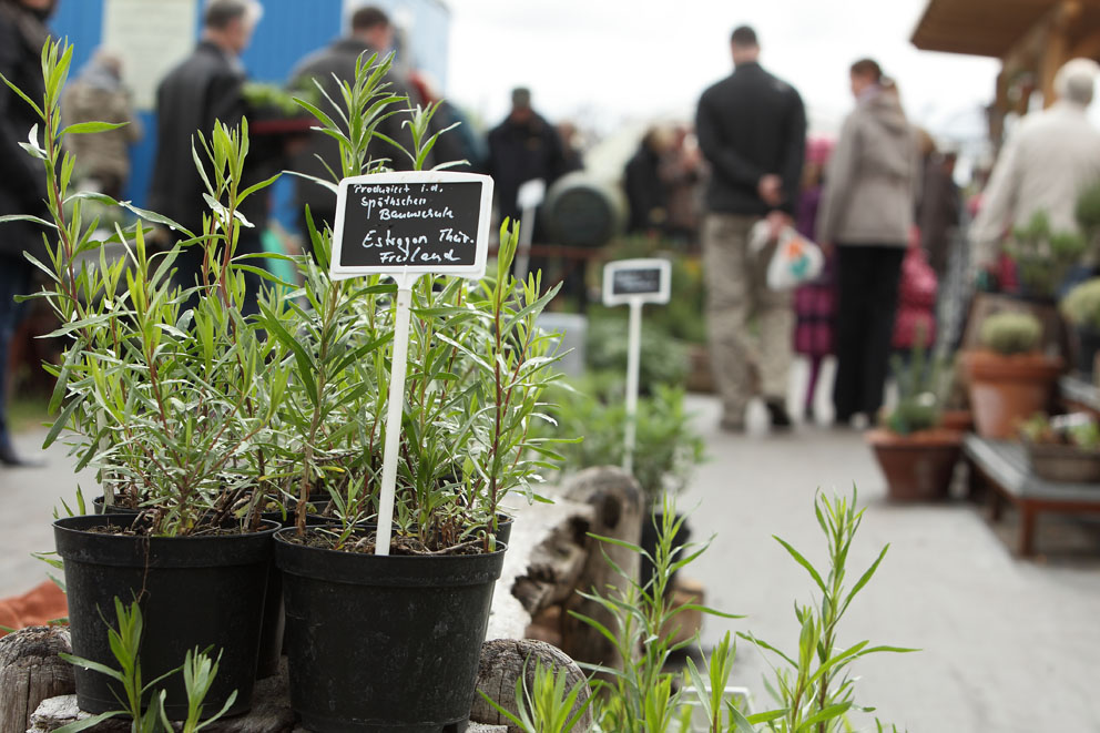 Kräutergarten in der Baumschule Späth