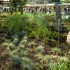 150 Gräsersorten auf 400 Quadratmetern in den Späth'schen Baumschulen