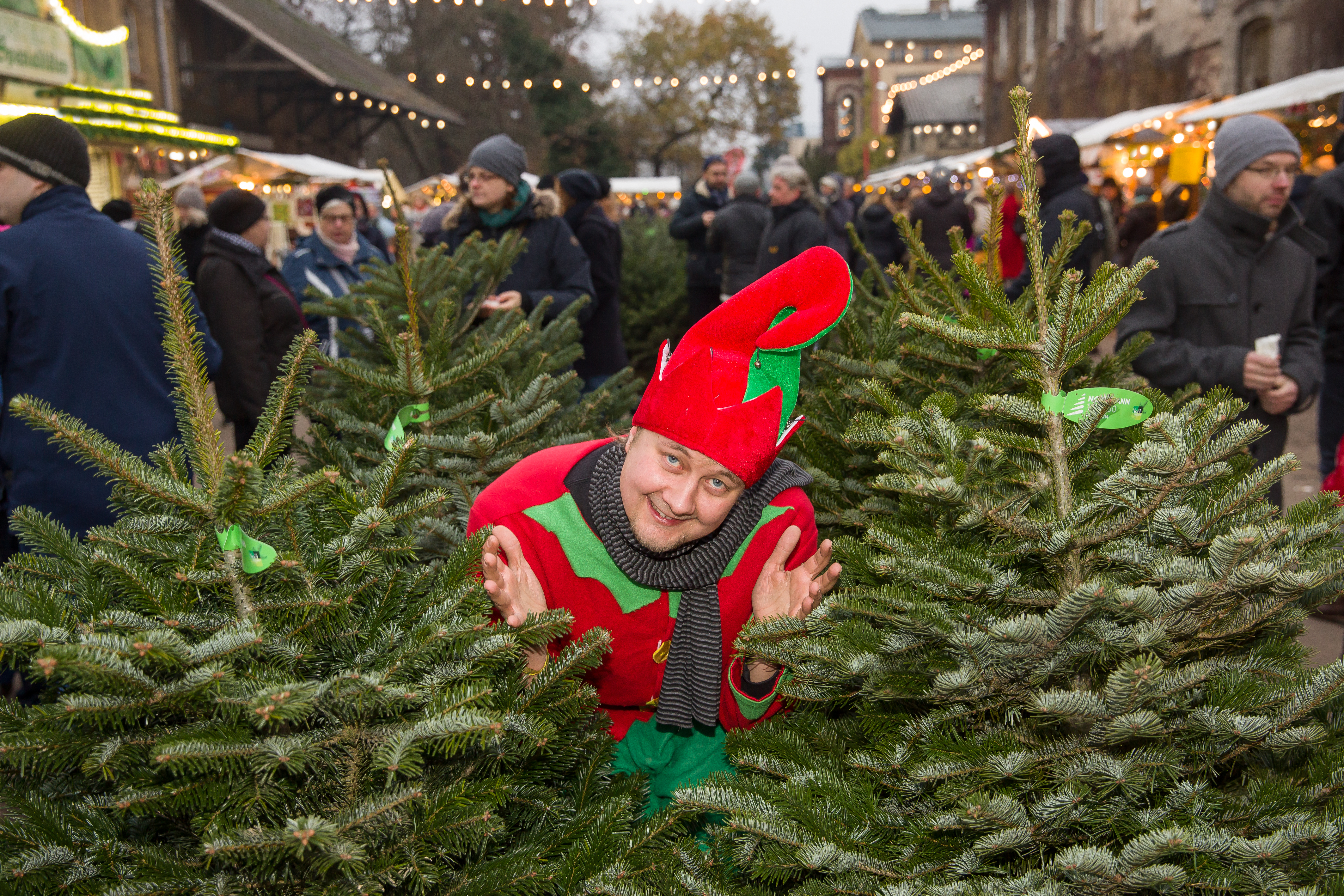 Weihnachtswichtel inmittten von Tannenbäumen auf dem historischen Hof