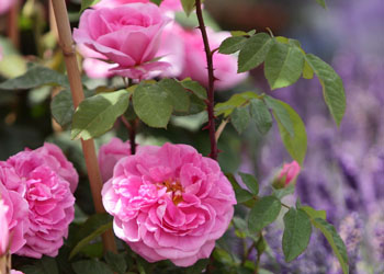 Rosen und Stauden als Begleiter