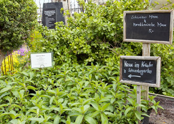 Kräutergarten in der Baumschule Späth