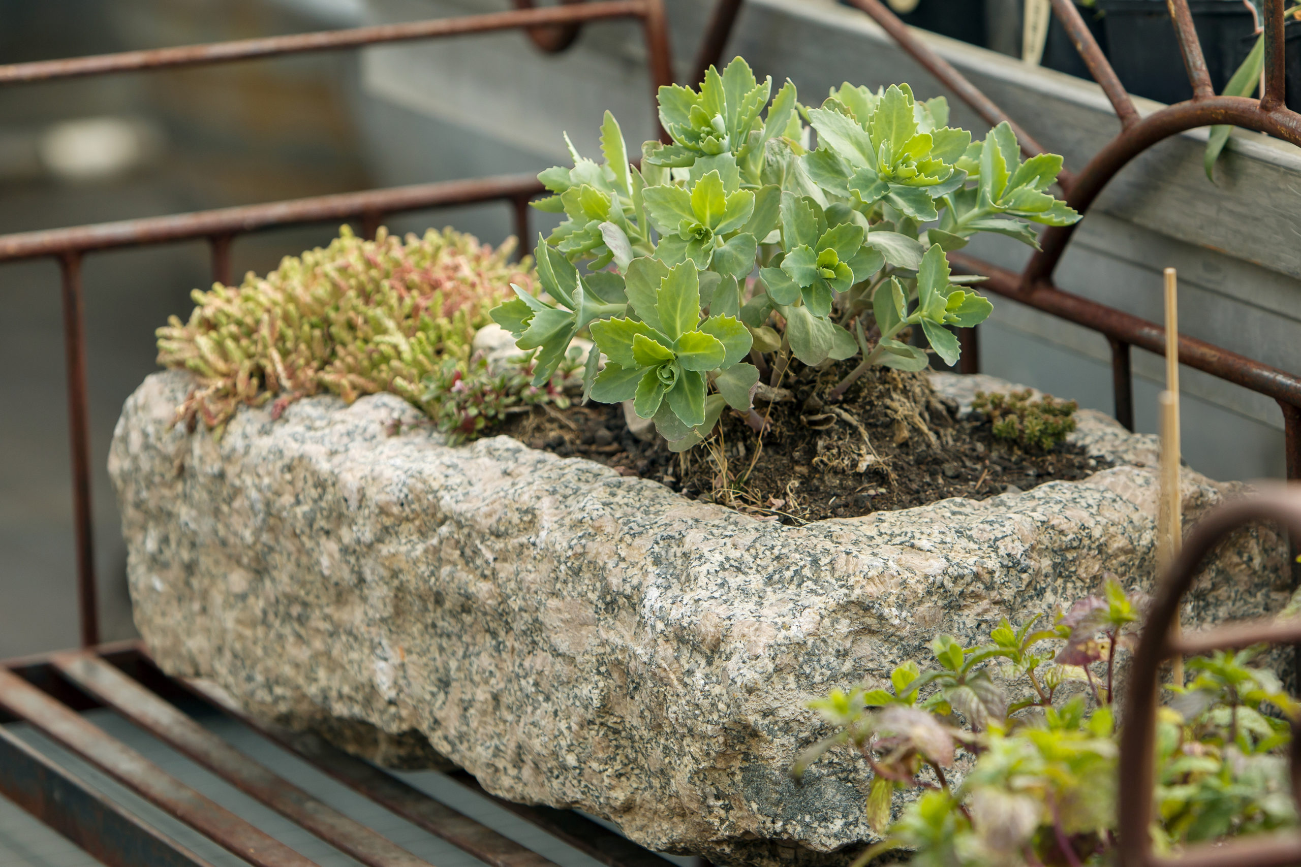 Mini-Kräuterbeet in historischem Sandsteintrog