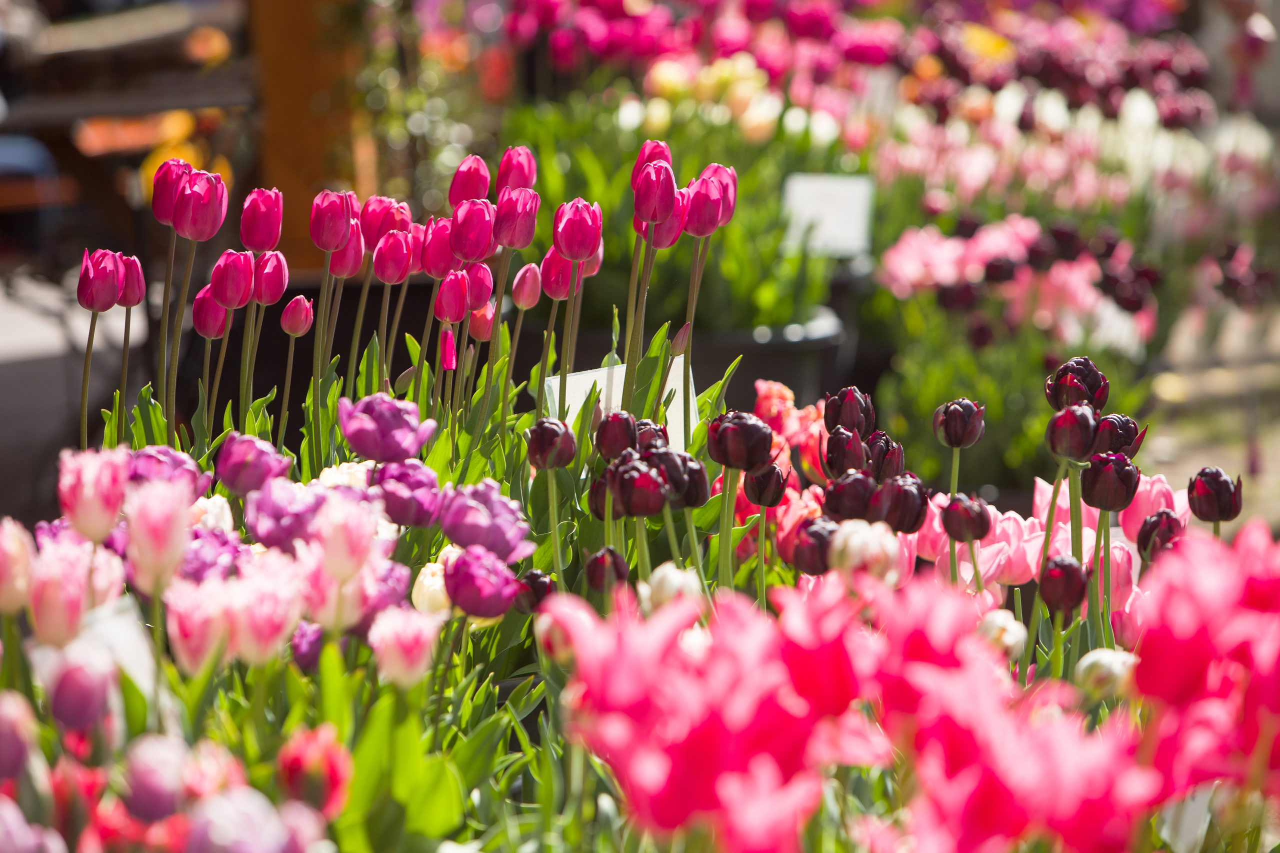 Pressefoto zur Tulpensortenschau in den Baumschulen Späth