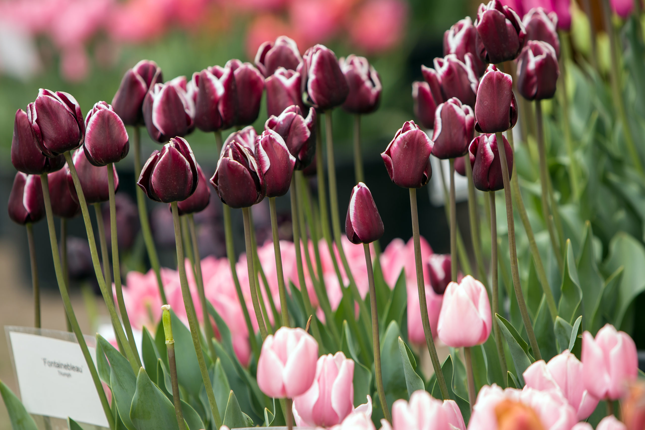 Pressefoto zur Tulpensortenschau in den Baumschulen Späth
