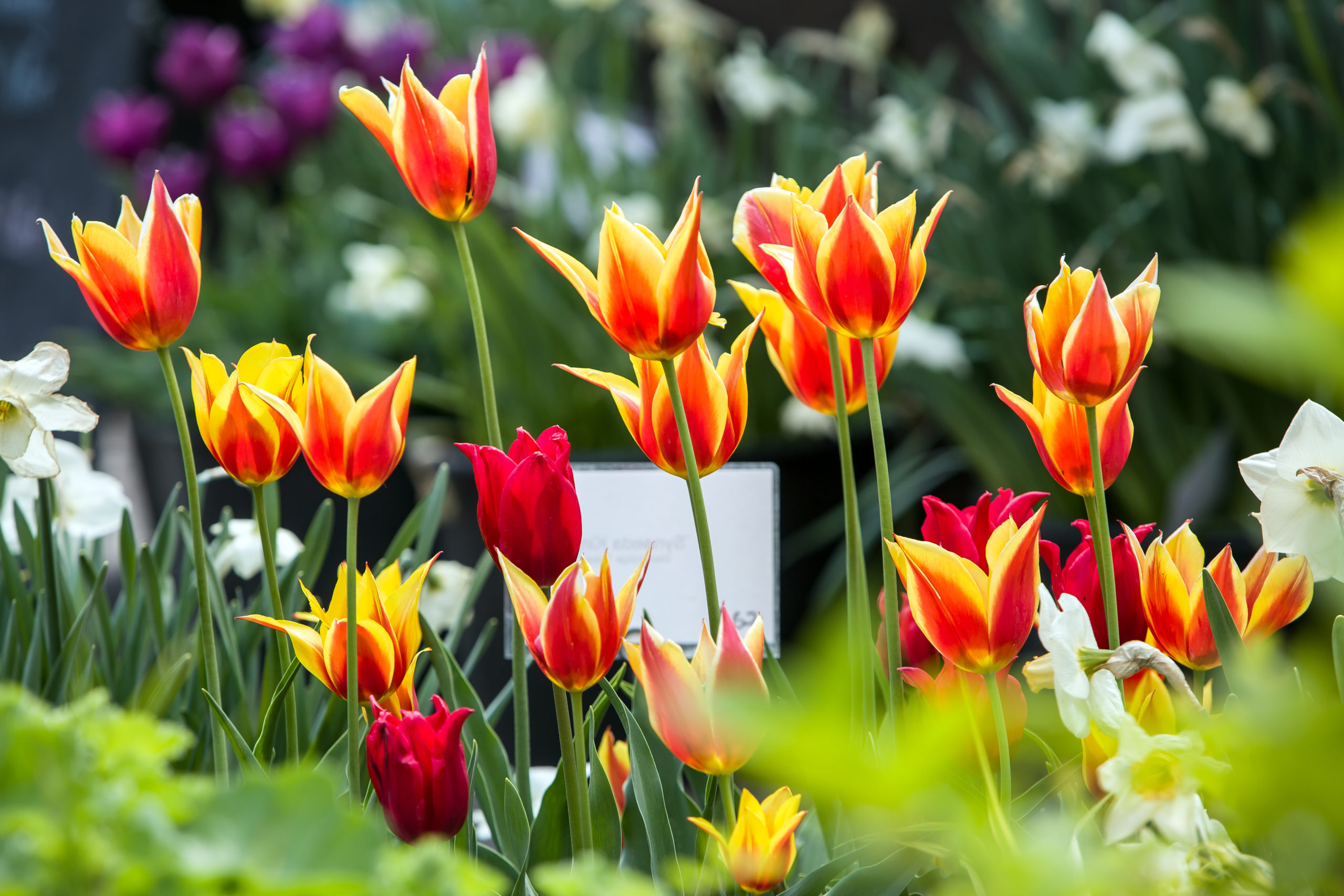 Pressefoto zur Tulpensortenschau in den Baumschulen Späth