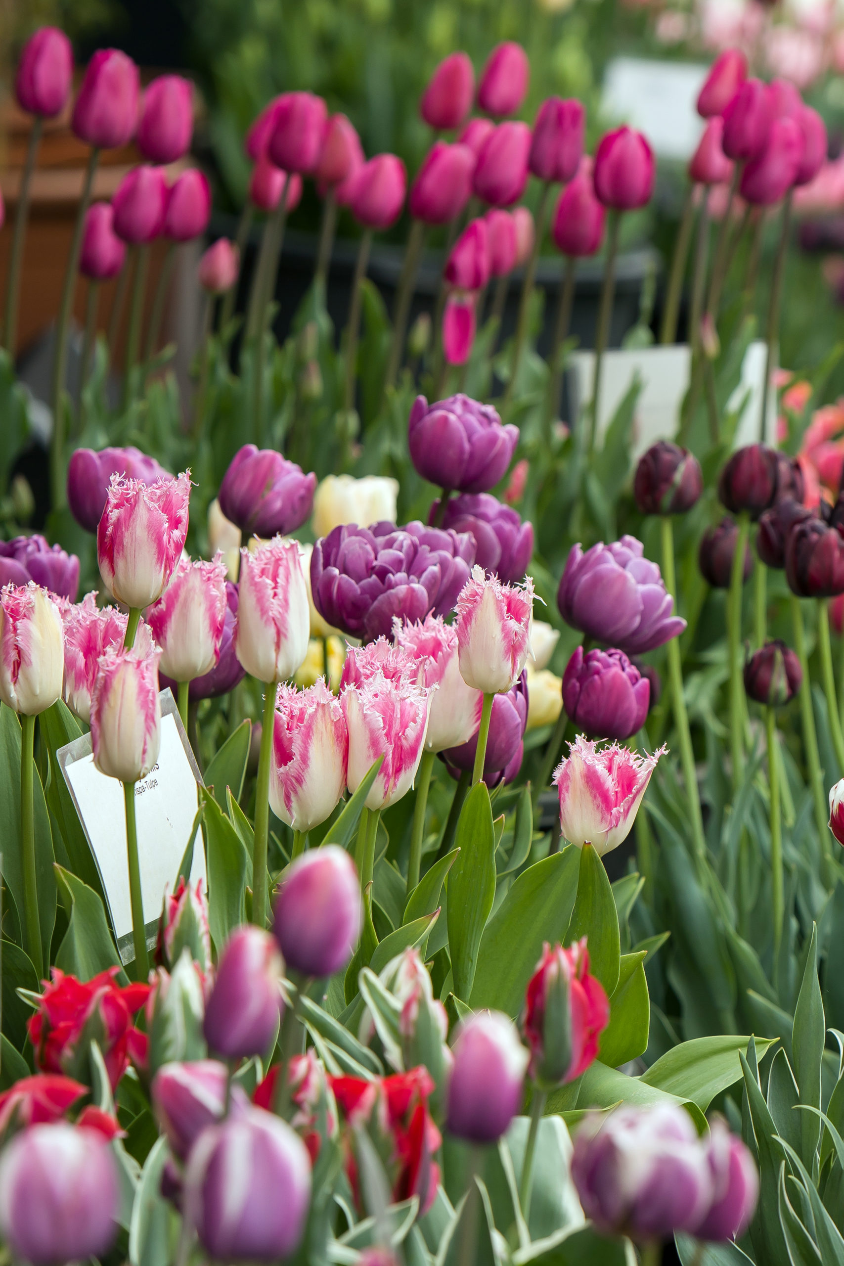 Tulpensortenschau in den Späth'schen Baumschulen