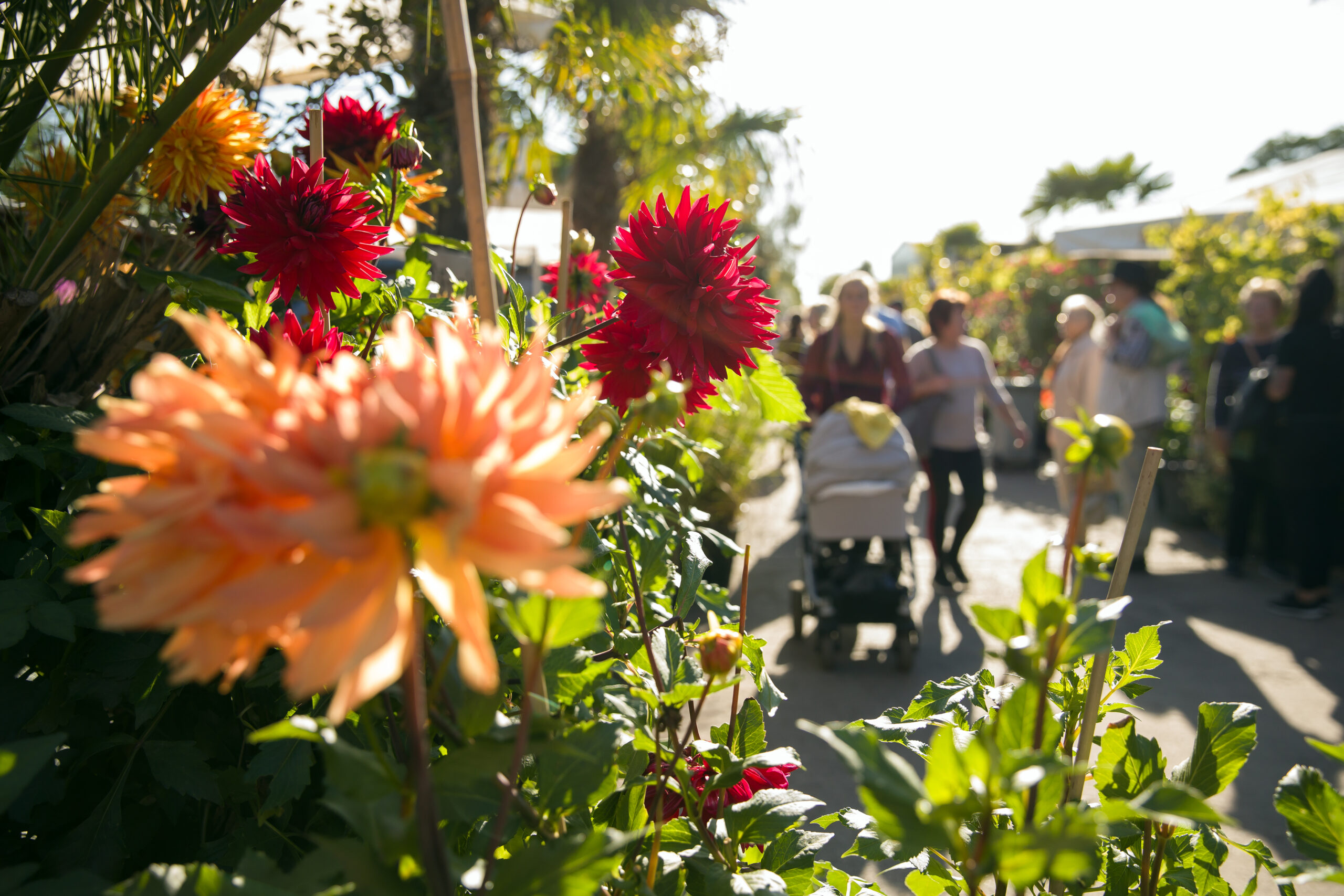 Späth’sche Baumschulen: Sortenschau mit 100 Dahlien beim Jubiläumsmarkt