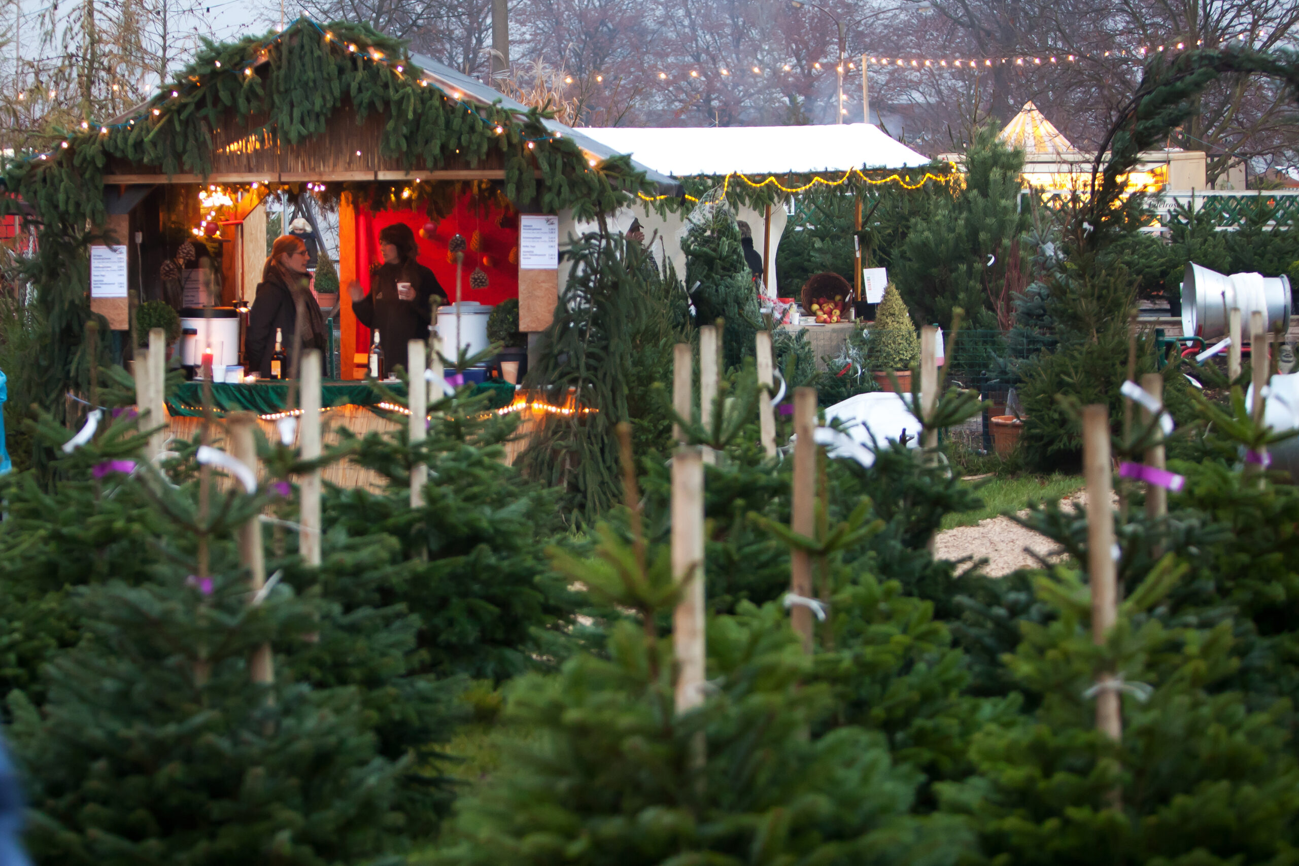 Weihnachtsbaumwald mit Glühwein-Verkauf im Hintergrund