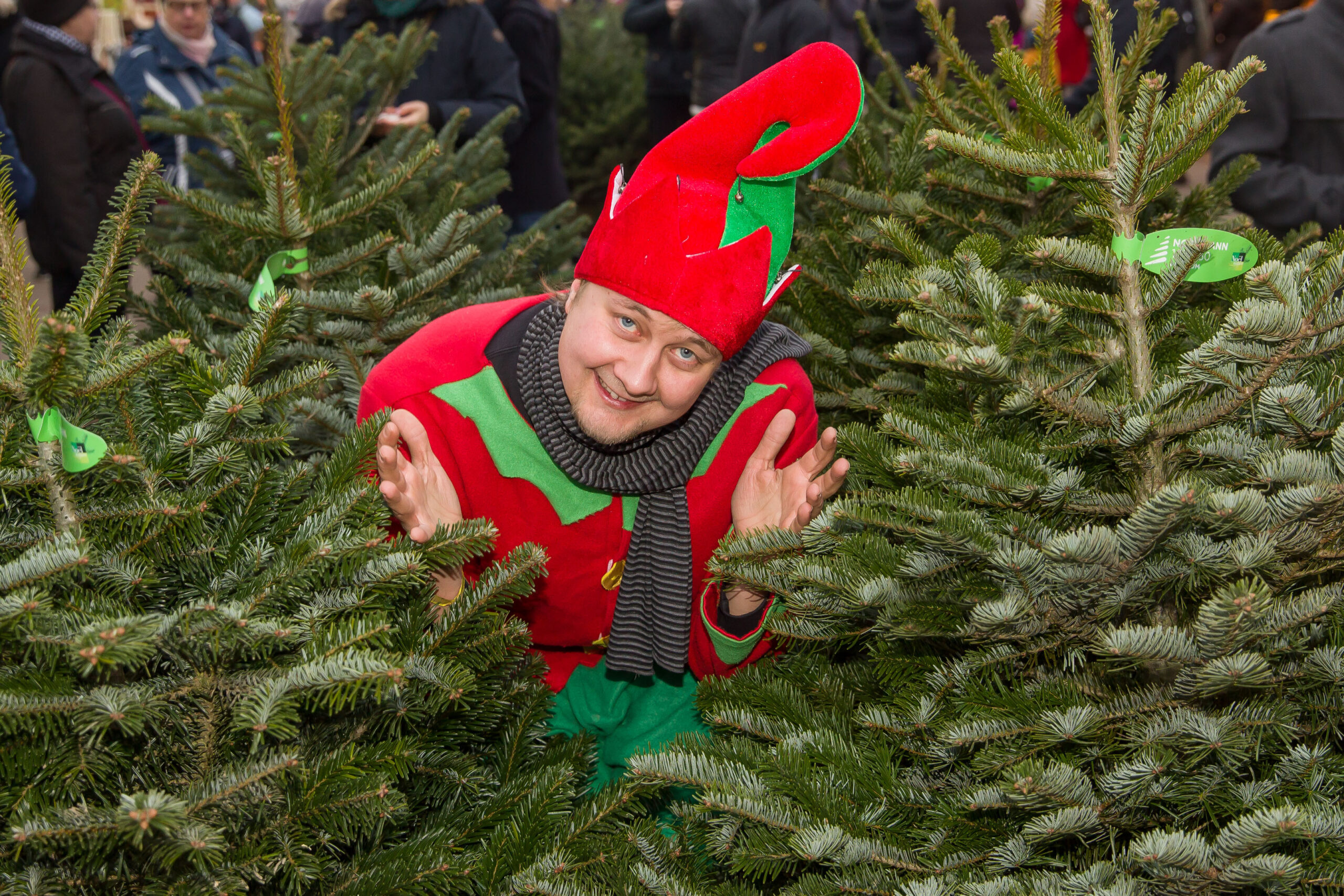 Weihnachtswichtel inmitten von Weihnachtsbäumen
