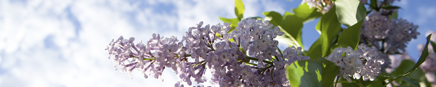 Violetter Flieder vor blauem Himmel