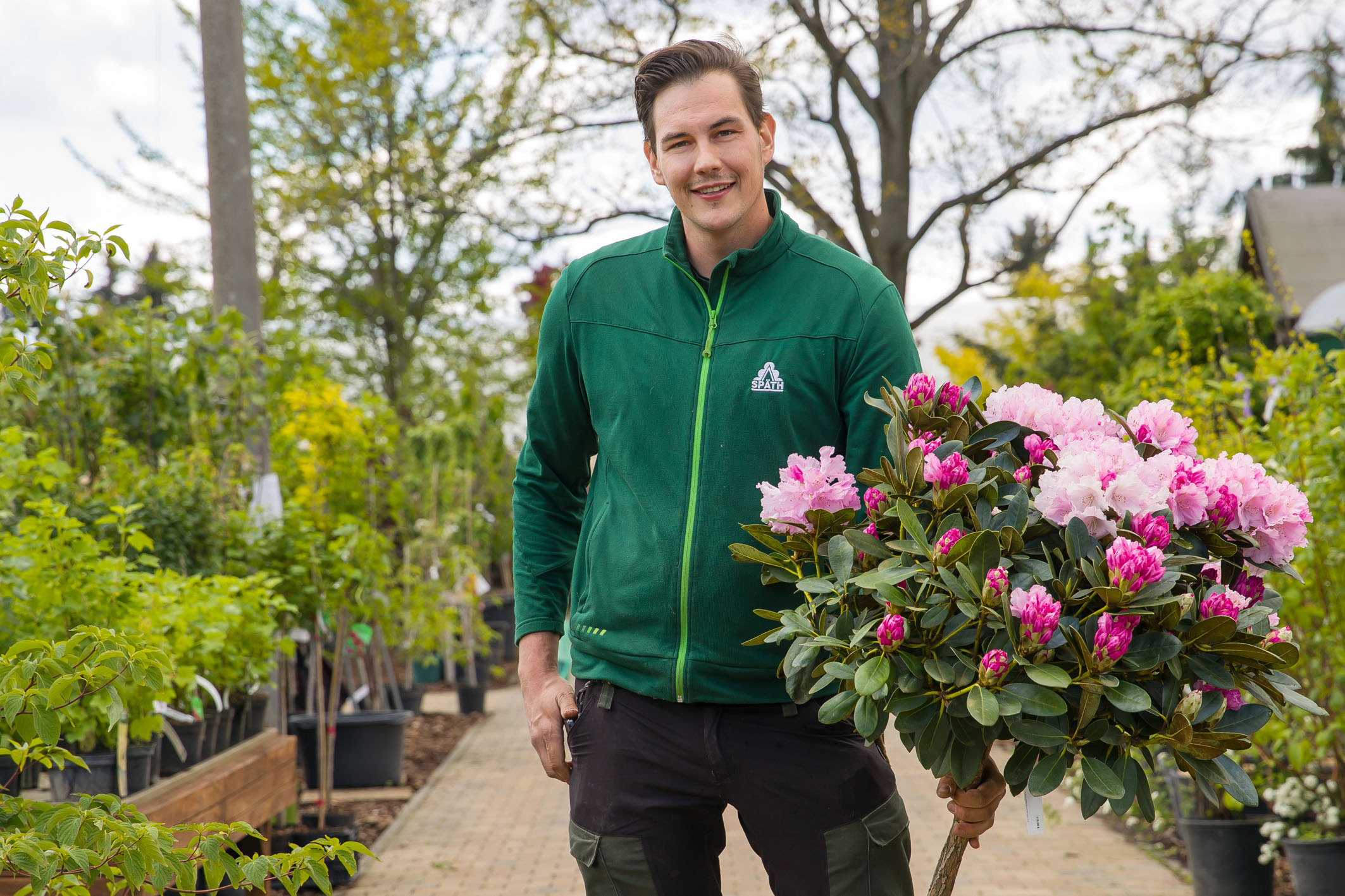 Späth-Gärtner mit Rhododendron-Hochstamm mit rosafarbenen Blüten
