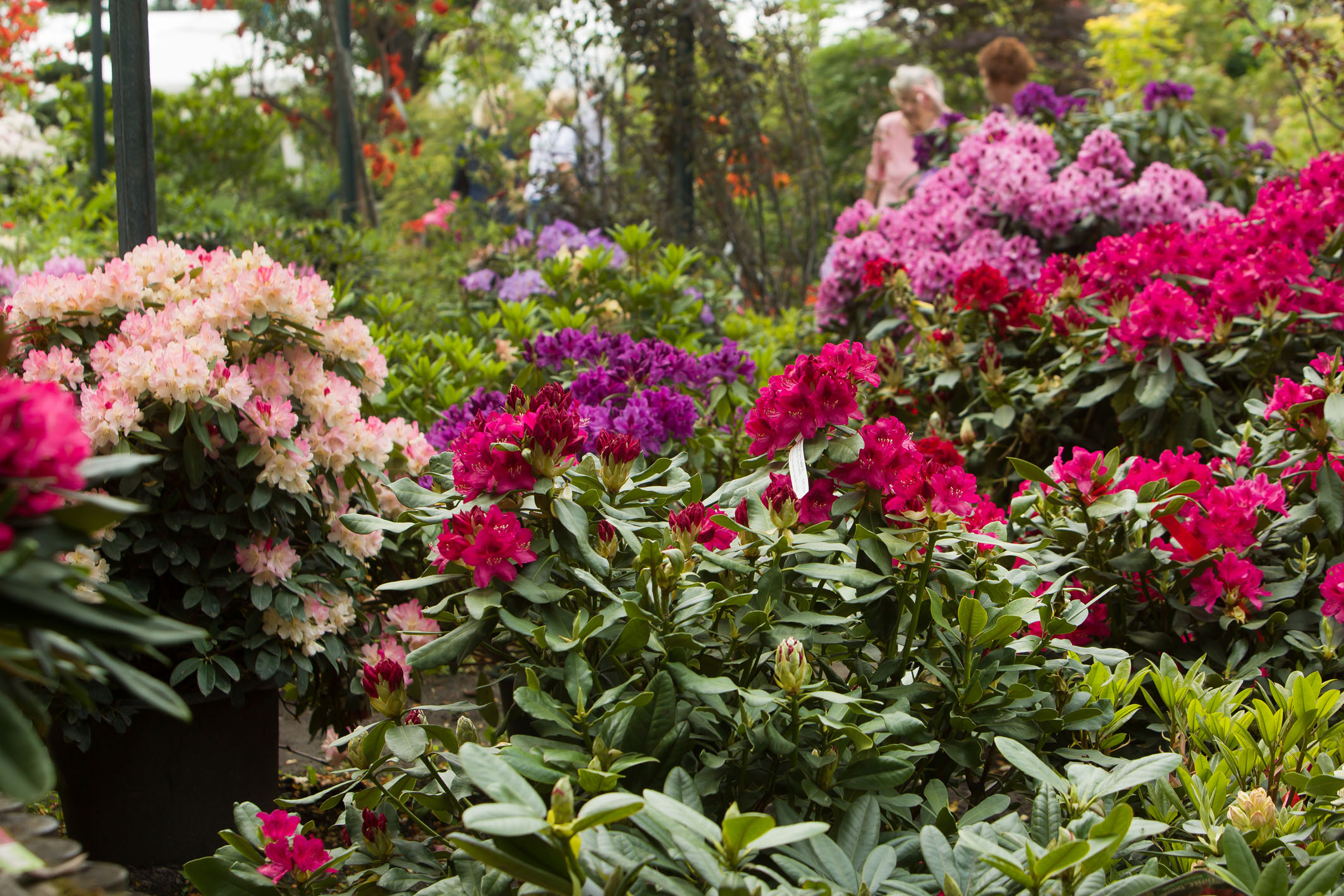 Blühender Rhododendron im Pflanzenverkauf mit Kundinnen im Hintergrund