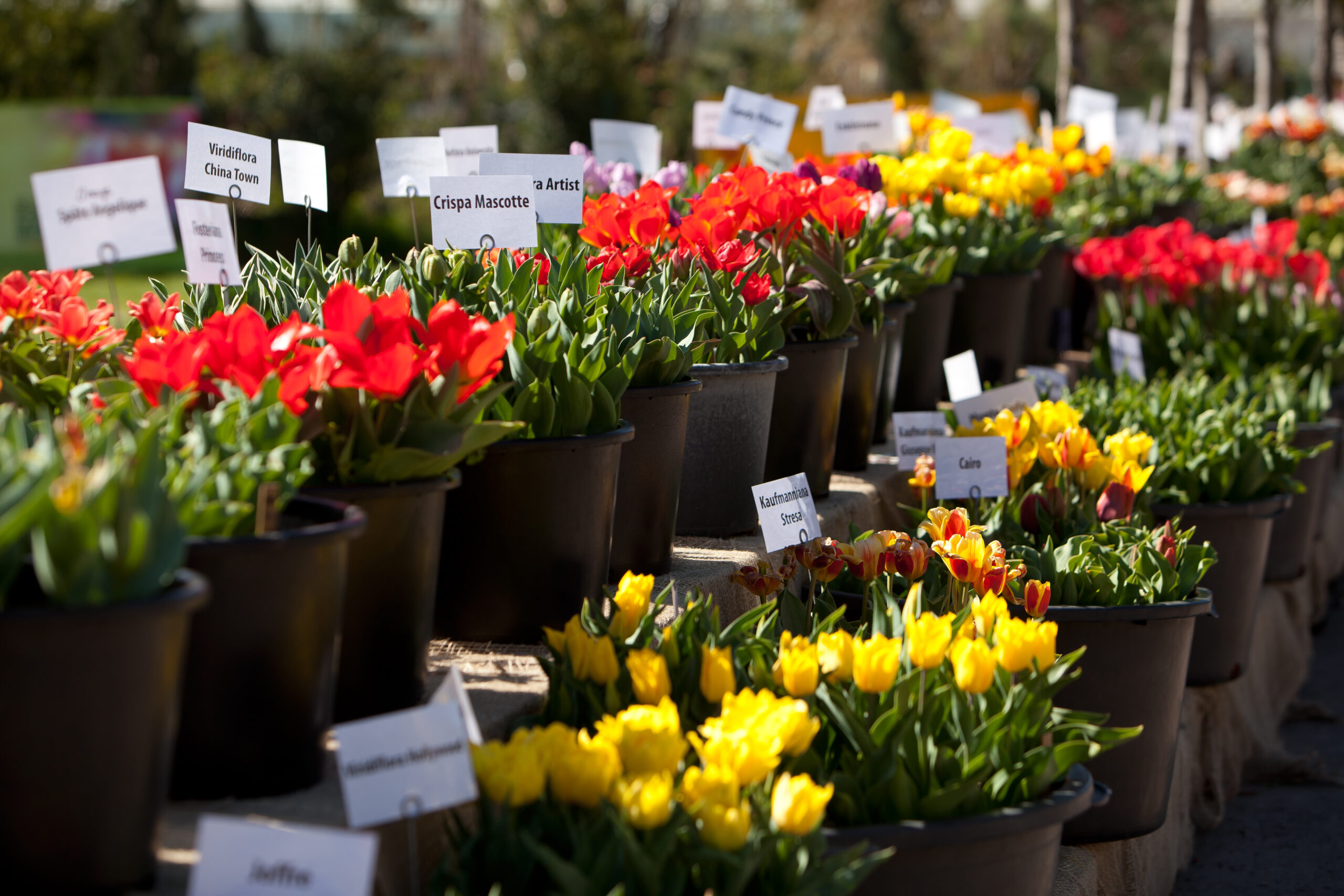 Pressefoto zur Tulpensortenschau in den Baumschulen Späth