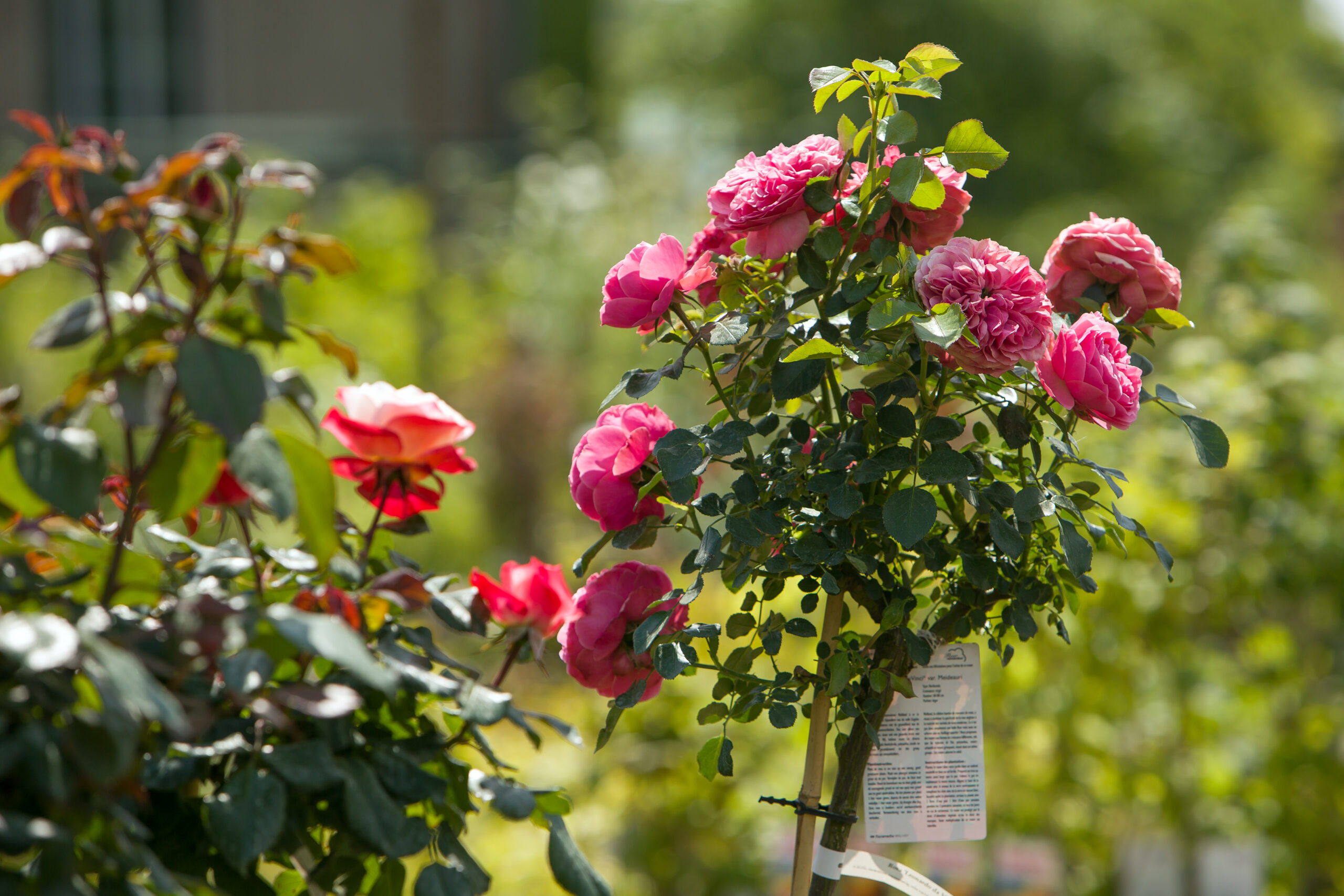 Rosenstock mit roséfarbenen Rosenblüten - Pressefoto KB