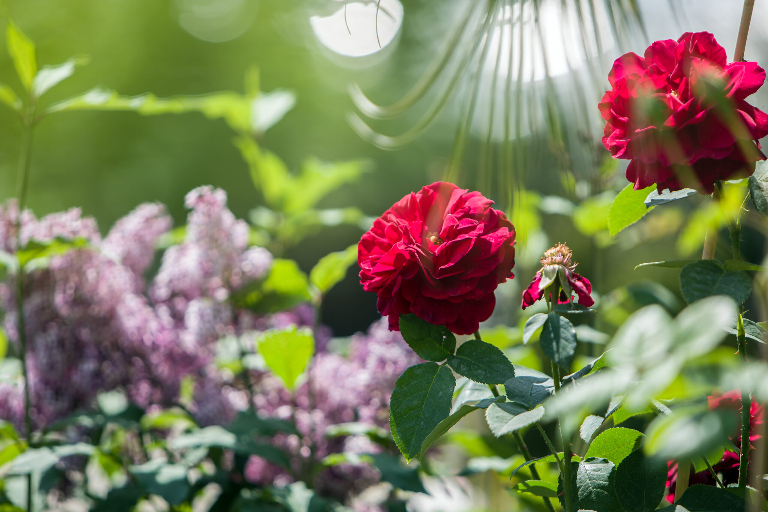 Rote Rosen im Sonnenlicht mit violettem Flieder im Hintergrund - Pressefoto