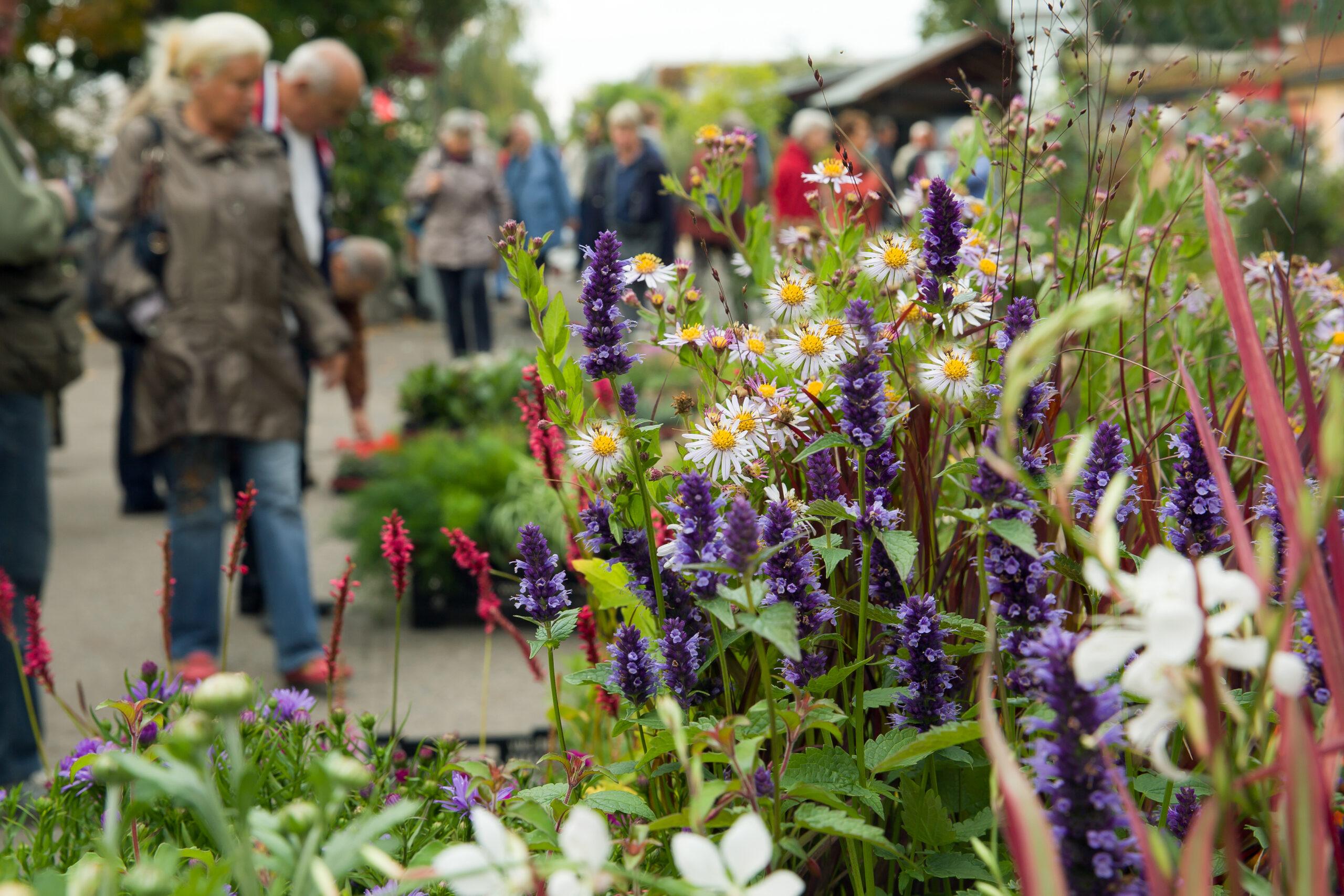 Bunte Herbstblüten beim Traditionsfest