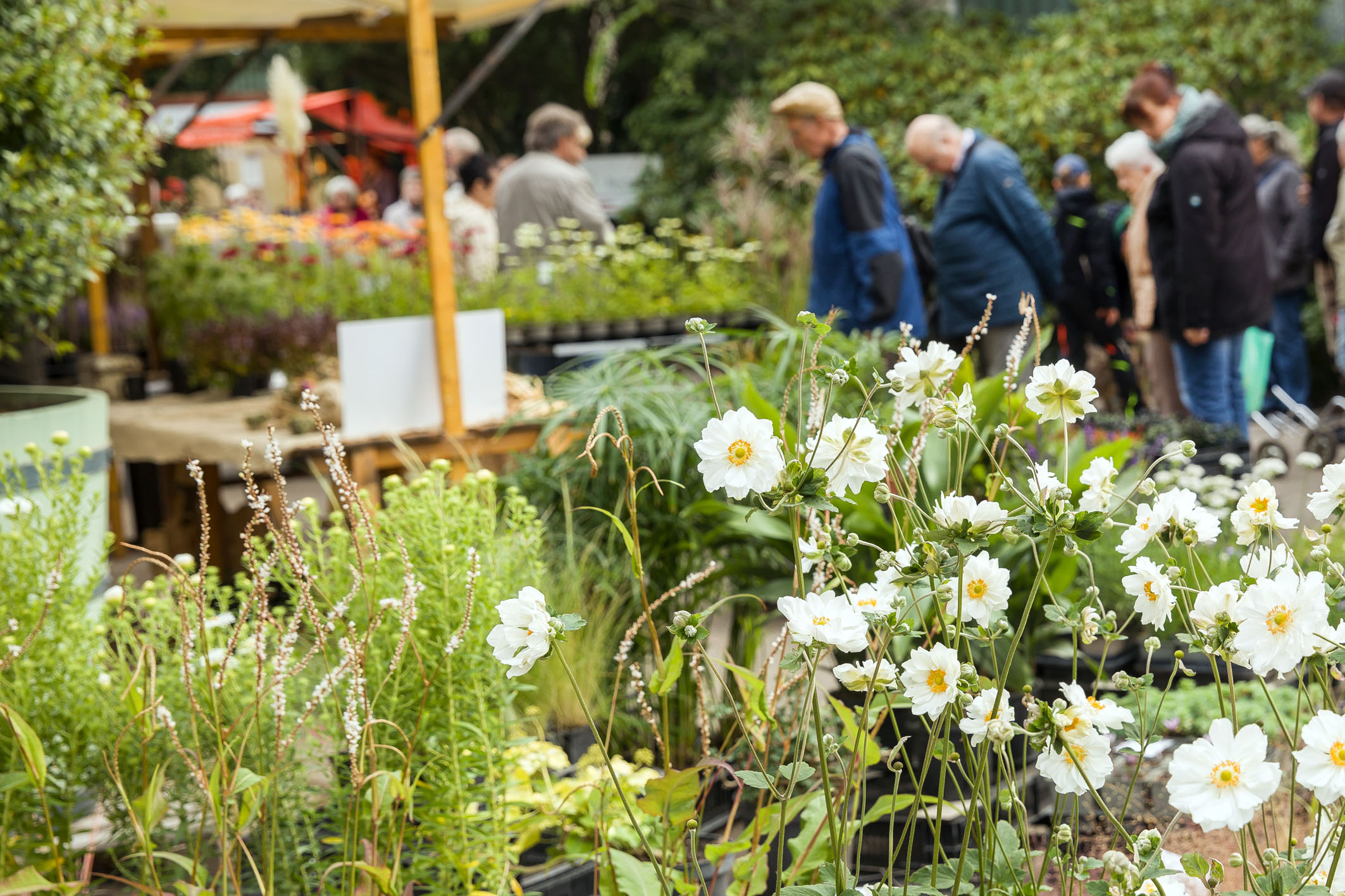 Blütenpracht im Herbst: Das Traditionsfest zeigt sich bunt und fröhlich.
