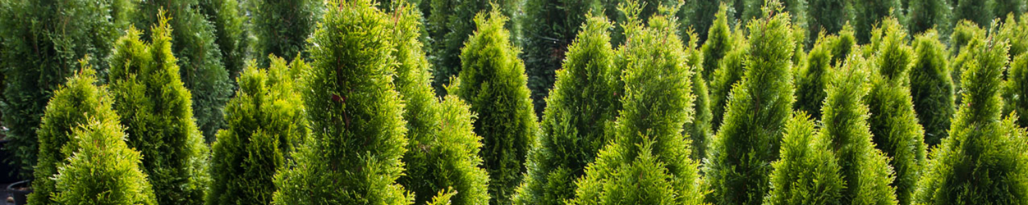 Mehr als 80.000 Pflanzen aus regionaler Produktion