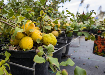 Pflanzen aus regionaler Produktion