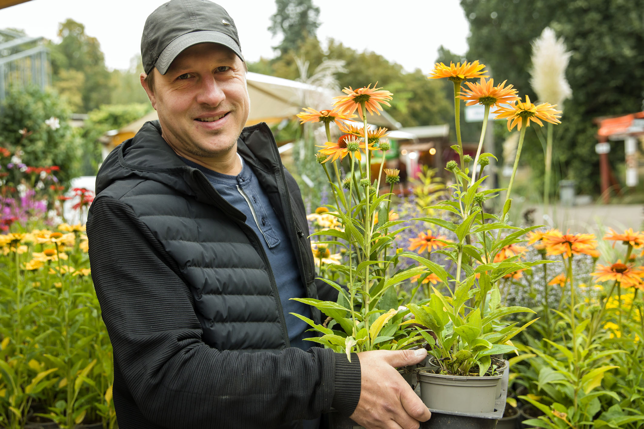 Blütenpracht im September: Gärtner mit gelb-blühenden Herbststauden