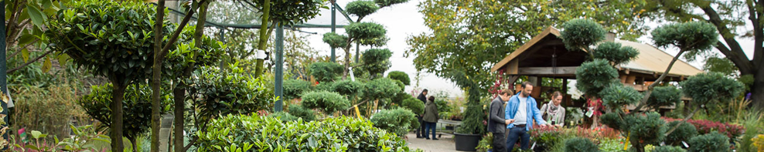 Mehr als 80.000 Pflanzen aus regionaler Produktion