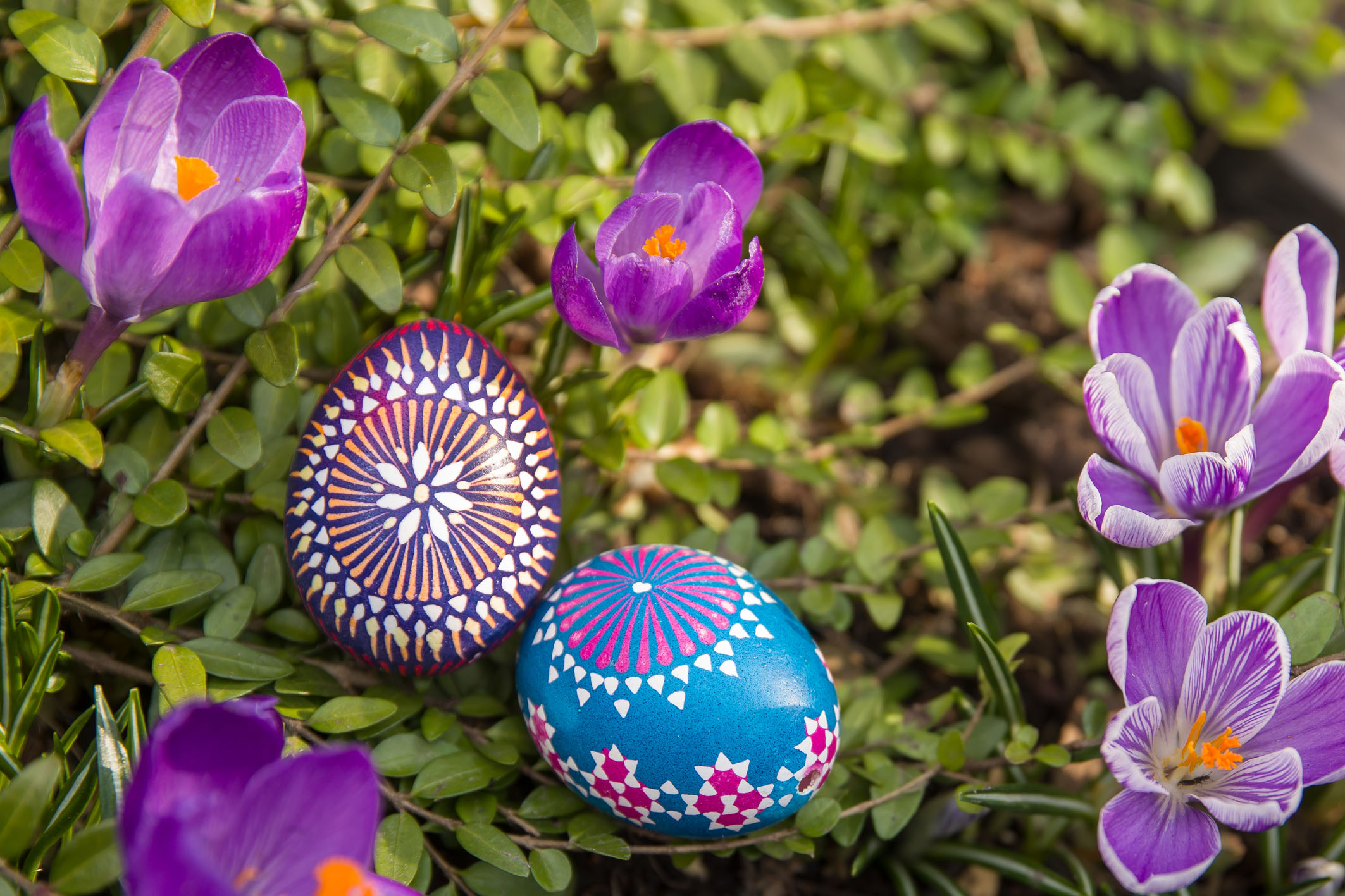 Ostereier in sorbischer Tradition inmitten von Krokusblüten