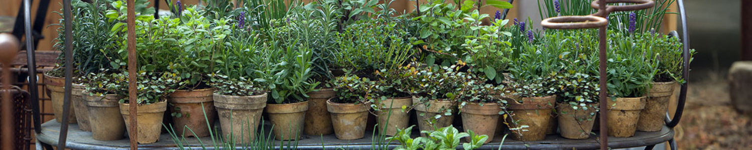 Kräuter im Keramiktopf auf einer Bank