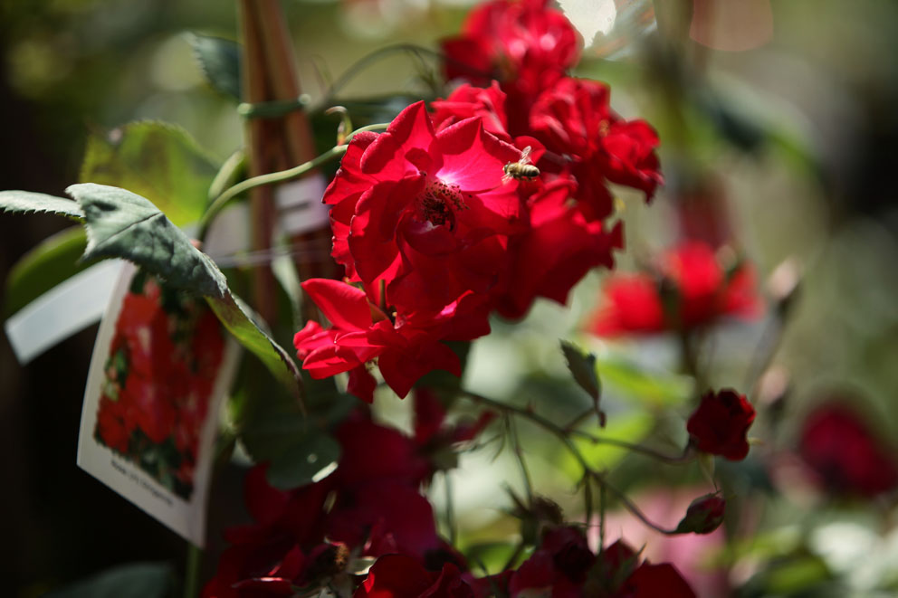 Rote Rose - eine Biene fliegt auf die Blüte zu, Foto: Daniela Incoronato.