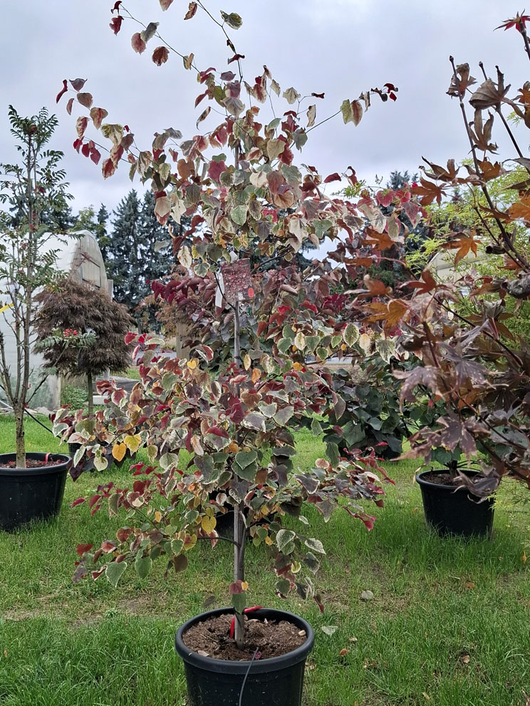 Judasbaum 'Carolina Sweetheart'